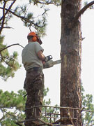 man installing a nest box in a tree