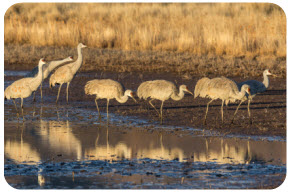 group of Mississippi sandhill cranes near a pond