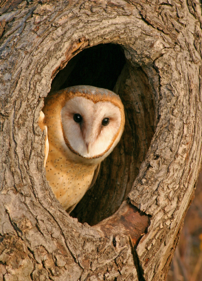 barn owl