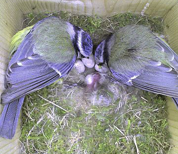two blue tit birds with eggs
