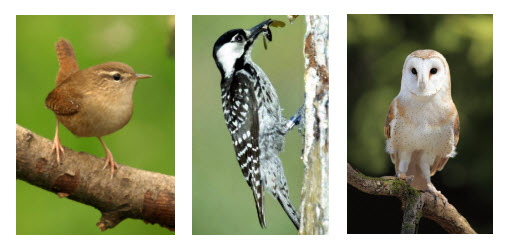 bewicks wren, red cockaded woodpecker, barn owl