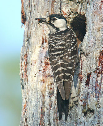 woodpecker