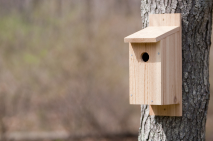 nest box