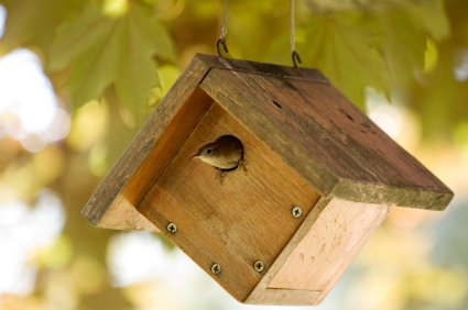 STEM: Birdhouse