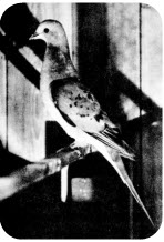 passenger pigeon