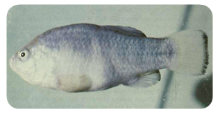 tecope pupfish