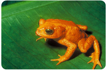 golden toad