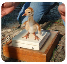 Baby Mississippi sandhill crane being weighed on a scale
