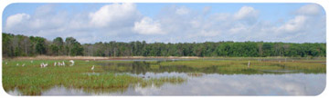 wildlife refuge with forest, field and pond