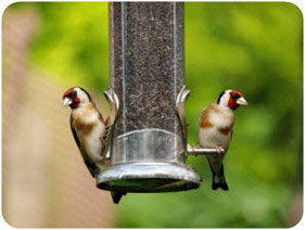 goldfinches eating from a birdfeeder