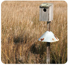 nest box on a pole with a predator guard