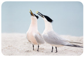 two sandwich terns on the beach