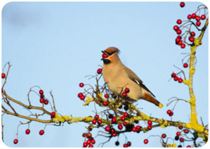 bird eating berries