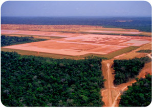 area in rainforest that has been cleared for farming