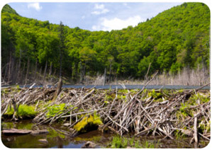 beaver dam