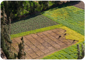 large area of farmland