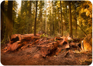 area in forest where trees were cut down