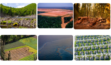 top row: beaver dam, area in rainforest that has been cleared for farming, area in forest where trees were cut down. bottom row: large area of farmland, oil spill in the Gulf of Mexico, aerial view of homes in Florida 